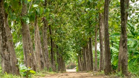 The tree teak that shines between the beautiful and peaceful passages. Stock Photos
