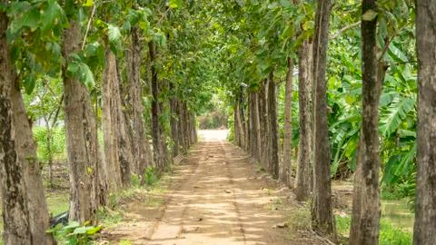 The tree teak that shines between the beautiful and peaceful passages. Stock Photos