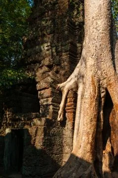 Tree on a temple at Ta Prohm Foto stock