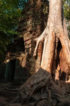 Tree on a temple at Ta Prohm Stock Photos
