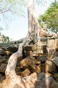 Tree on a temple at Ta Prohm Stock Photos