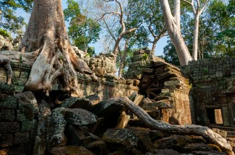 Tree on a temple at Ta Prohm Stock Photos