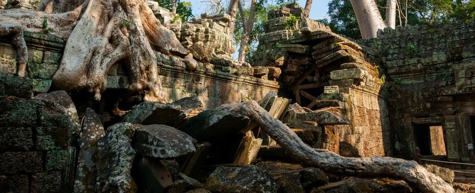 Tree on a temple at Ta Prohm Stock Photos