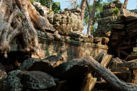 Tree on a temple at Ta Prohm Stock Photos