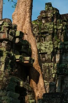 Tree on a temple at Ta Prohm Stock Photos