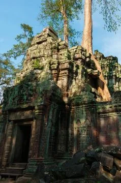 Tree on a temple at Ta Prohm Stock Photos