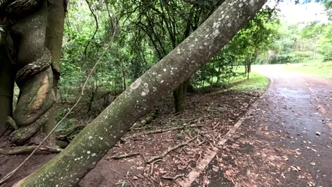 A Tree with a termite infestation Stock Footage 329292931