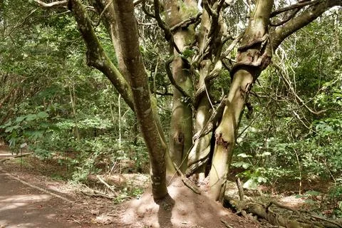A Tree with a termite infestation Stock Photos