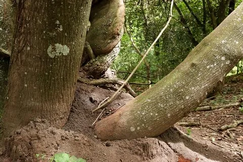 A Tree with a termite infestation Stock Photos