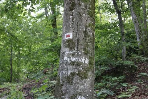 Tree with text on it Stock Photos