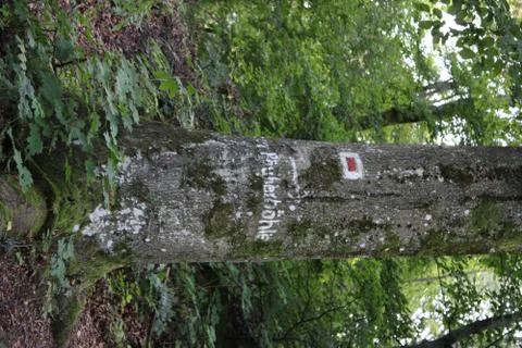 Tree with text on it Stock Photos