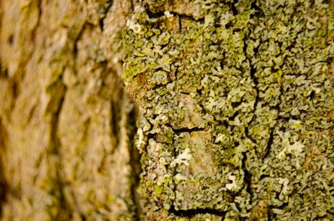 Tree texture 2 Stock Photos