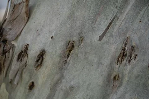 Tree texture after peeling off. Stock Photos