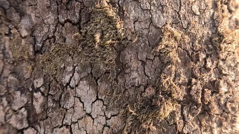 Tree Texture Background Stock Footage 339975366