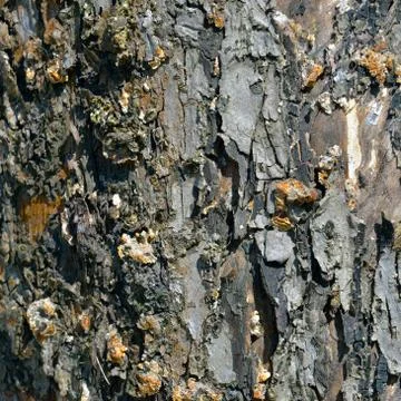 Tree Texture Background Pattern Stock Photos