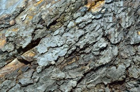 Tree Texture Background Pattern Stock Photos