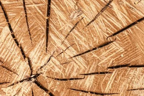 Tree texture background Stock Photos