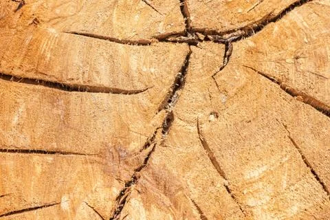 Tree texture background Stock-Fotos