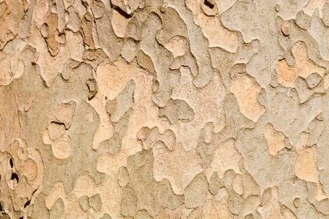Tree texture background Stock Photos