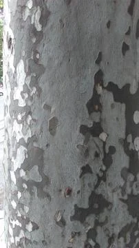 Tree texture background Stock Photos