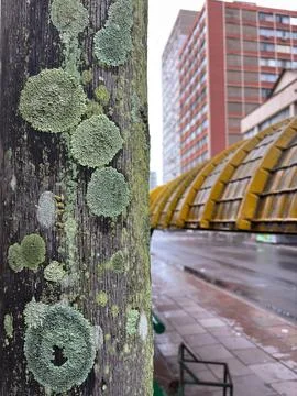 Tree texture with city blur Stock Photos