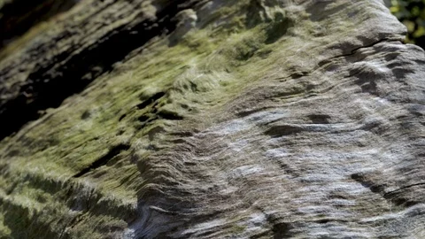 Tree texture close up of bark and moss. Brown and green pattern in nature. Close Stock Footage 105202586
