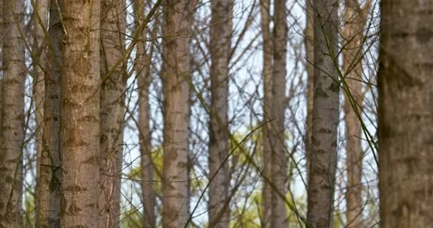 Tree texture close up Stock Footage 290178794