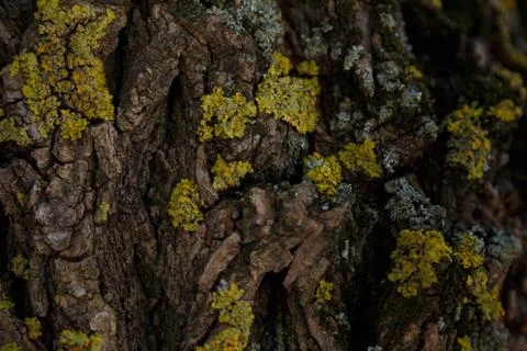 Tree texture covered with moss. Stock Photos