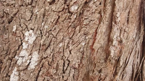 Tree texture Stock Footage 101162036