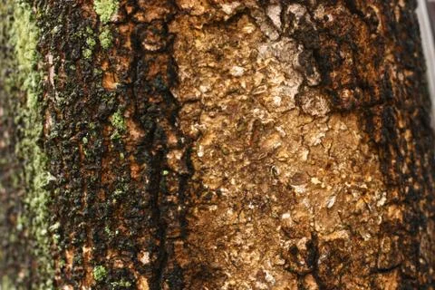 Tree texture macro zoom Stock Photos