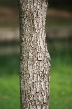 Tree texture pattern background , Wooden texture closeup Stock Photos