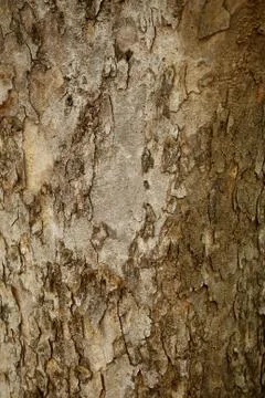 Tree texture pattern background , Wooden texture closeup 스톡 사진
