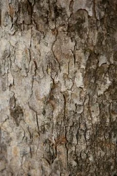 Tree texture pattern background , Wooden texture closeup Stock Photos