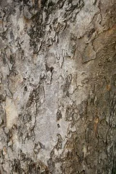Tree texture pattern background , Wooden texture closeup Stock Photos