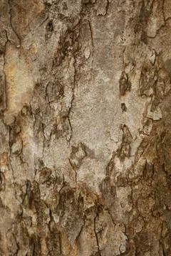 Tree texture pattern background , Wooden texture closeup Foto stock