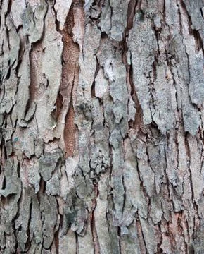 Tree texture pattern. Stock Photos