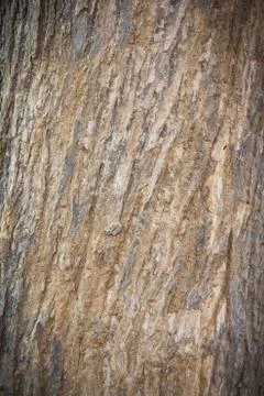 Tree texture Stock Photos