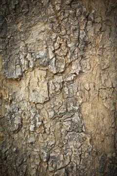 Tree texture Stock Photos