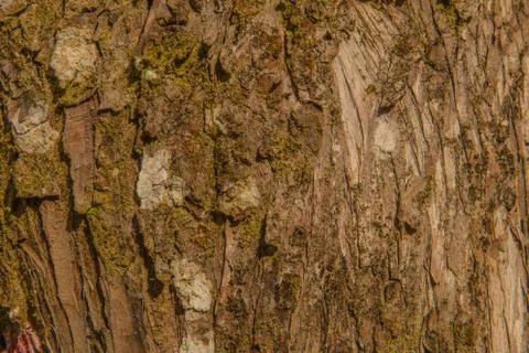 Tree texture Stock Photos