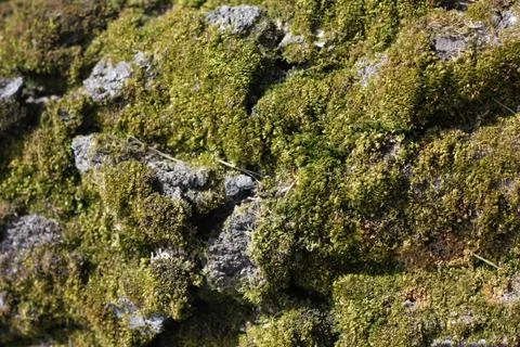 Tree texture Stock Photos