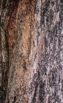 Tree texture Stock Photos