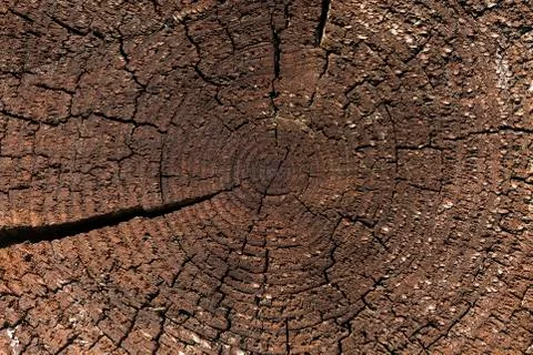 Tree texture Stock Photos