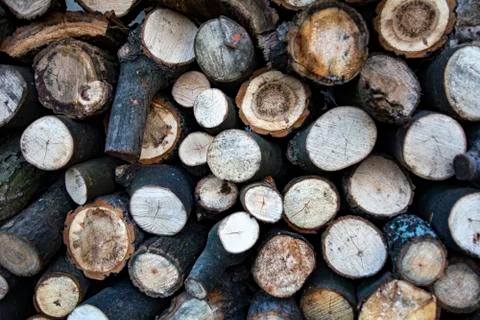 The tree texture Stock Photos