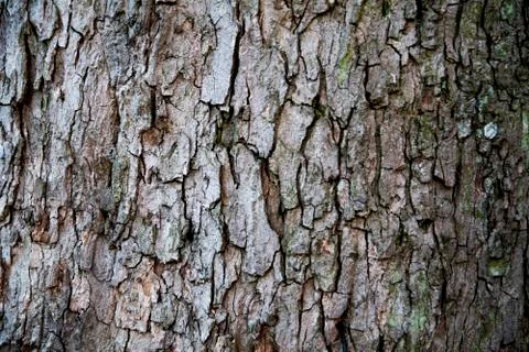 The tree texture Stock Photos