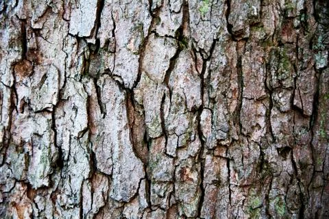 The tree texture Stock Photos