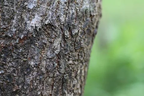 Tree Texture Stock Photos