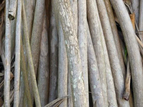 Tree texture Stock Photos