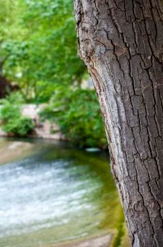 Tree texture with river in the background Stock Photos