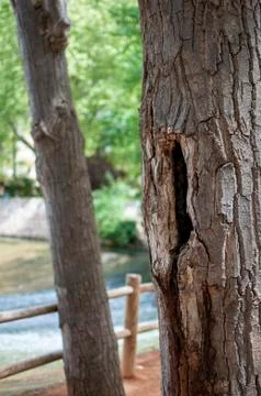 Tree texture with river in the background Stock Photos