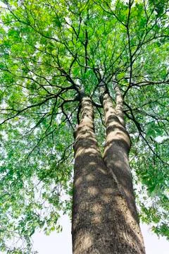 Tree texture surface on white background Stock Photos